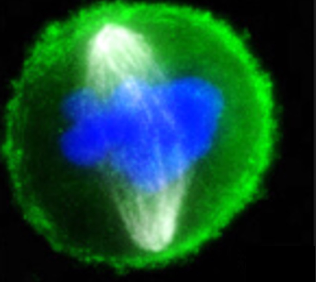 A dividing cell with condensed chromosomes in blue and spindle in green